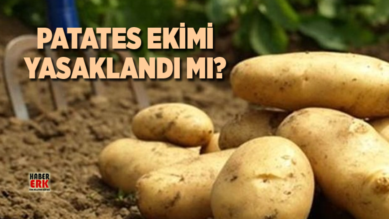 patates ekimi yasaklandı mı habererk güncel son dakika haberleri