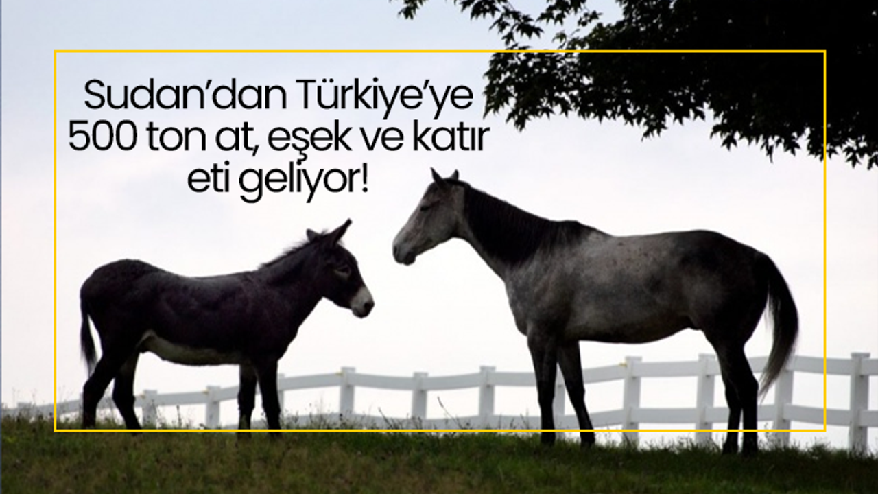 Sudan’dan Türkiye’ye  500 ton at, eşek ve katır  eti geliyor!