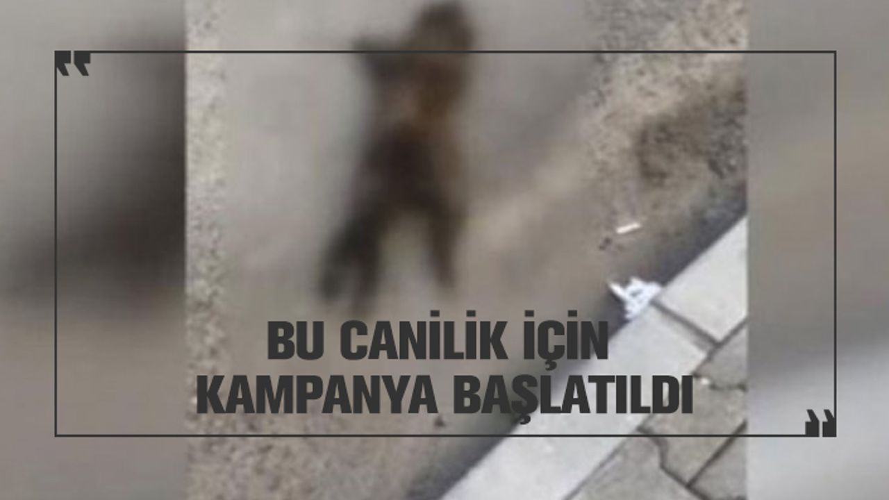 Konya'da pati ve kuyrukları kesilerek vahşice öldürülen yavru kediler