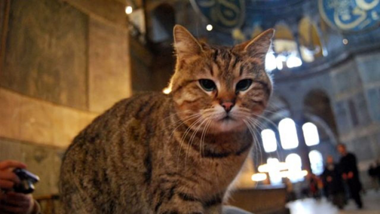 Ayasofya'nın sembol kedisi Gli hayatını kaybetti