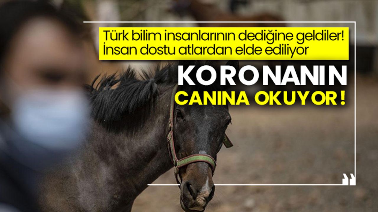 Türk bilim insanlarının dediğine geldiler! İnsan dostu atlardan elde ediliyor: Koronanın canına okuyor!