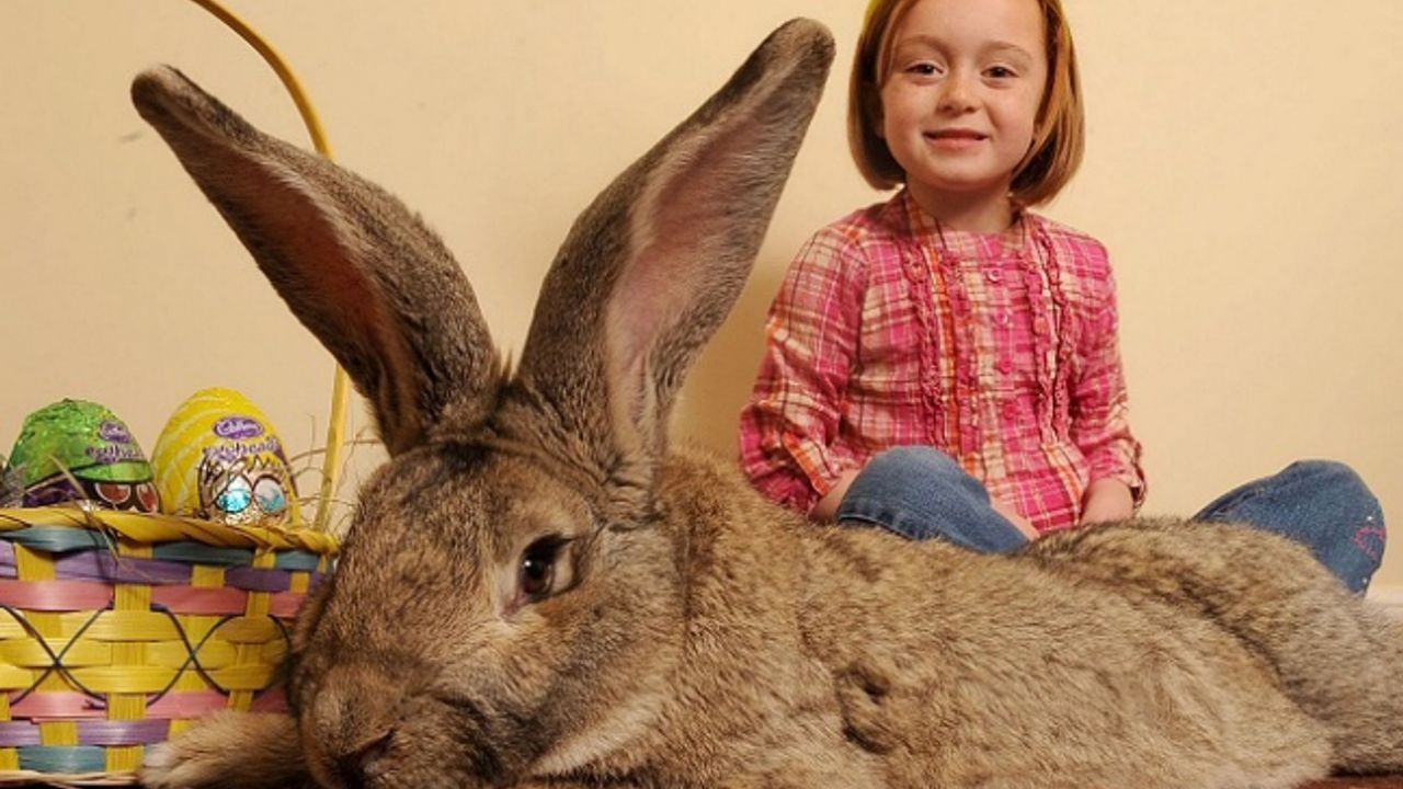 'Dünyanın en büyük tavşanı' 'Darius' kaçırıldı