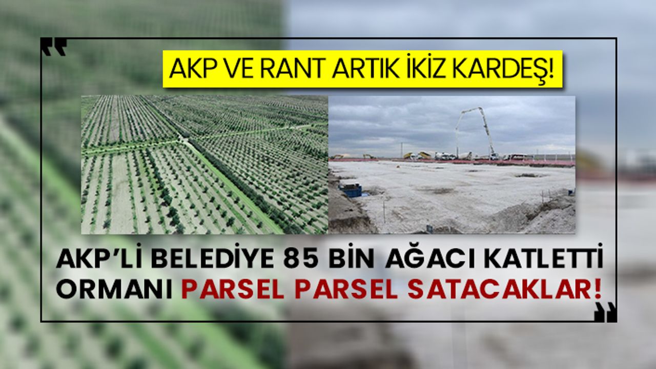 AKP ve rant artık ikiz kardeş!  AKP’li belediye 85 bin ağacı katletti ormanı parsel parsel satacaklar!