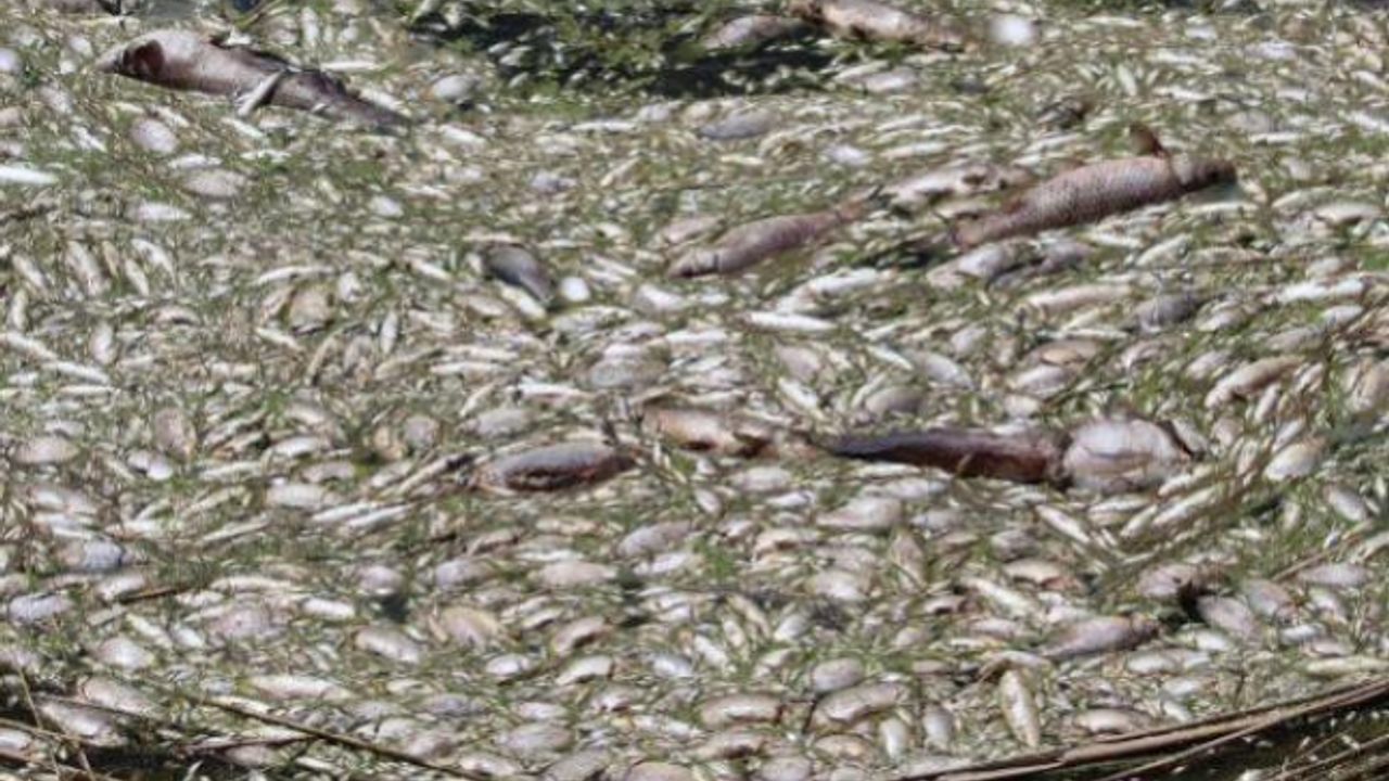 Kimyasal atıkları binlerce balığın ölümüne neden oldu
