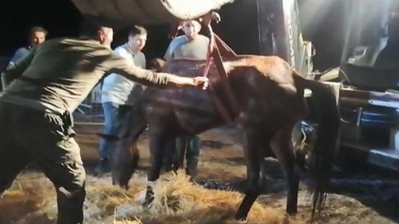 Hopa’da bir skandal daha! Atları yine ölüme terk ettiler!