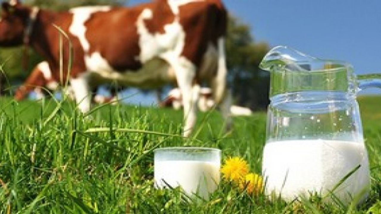 Süt Üreticisi Daha Fazla Dayanamaz
