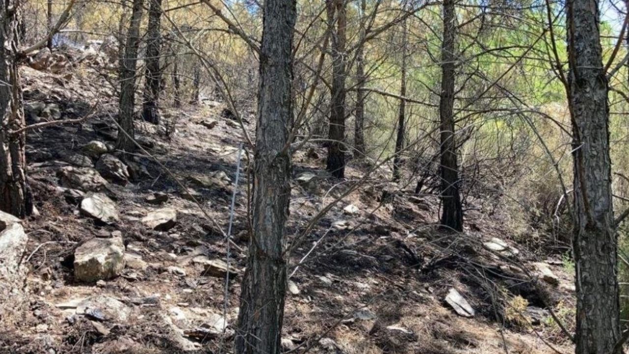 Ağaca yıldırım düştü, ormanda yangın çıktı