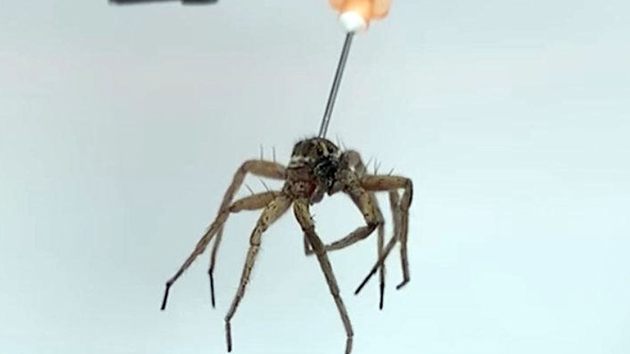 Bilim dünyasında yeni gelişme: Örümcek robotlar