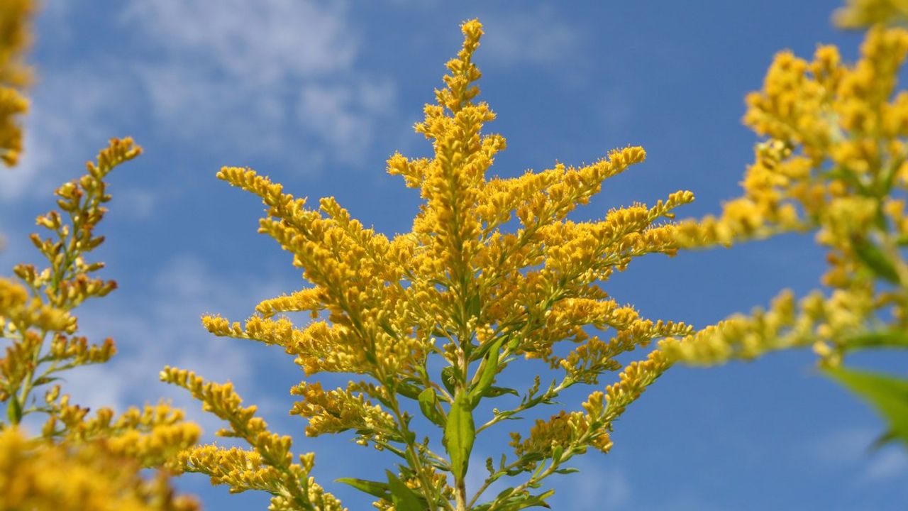 Yeni tehlike Ragweed poleni!