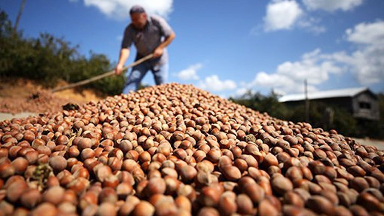 TZOB'dan devlete fındık uyarısı: Ferrero'yu durdurun