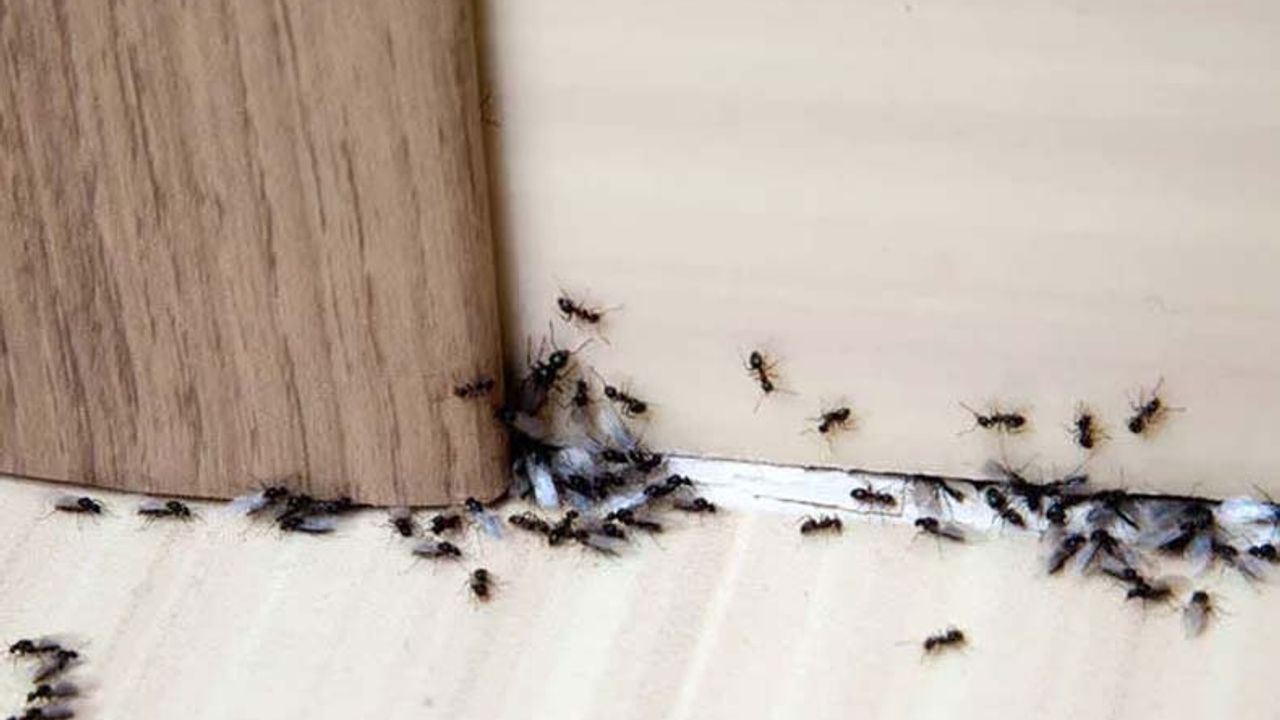 Karıncalar evinizi mi sardı? İşte onları zarar vermeden uzaklaştırmanın yolları...