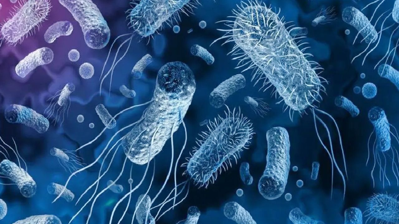 Bilim dünyası çaresiz: Süper bakteri korkutuyor