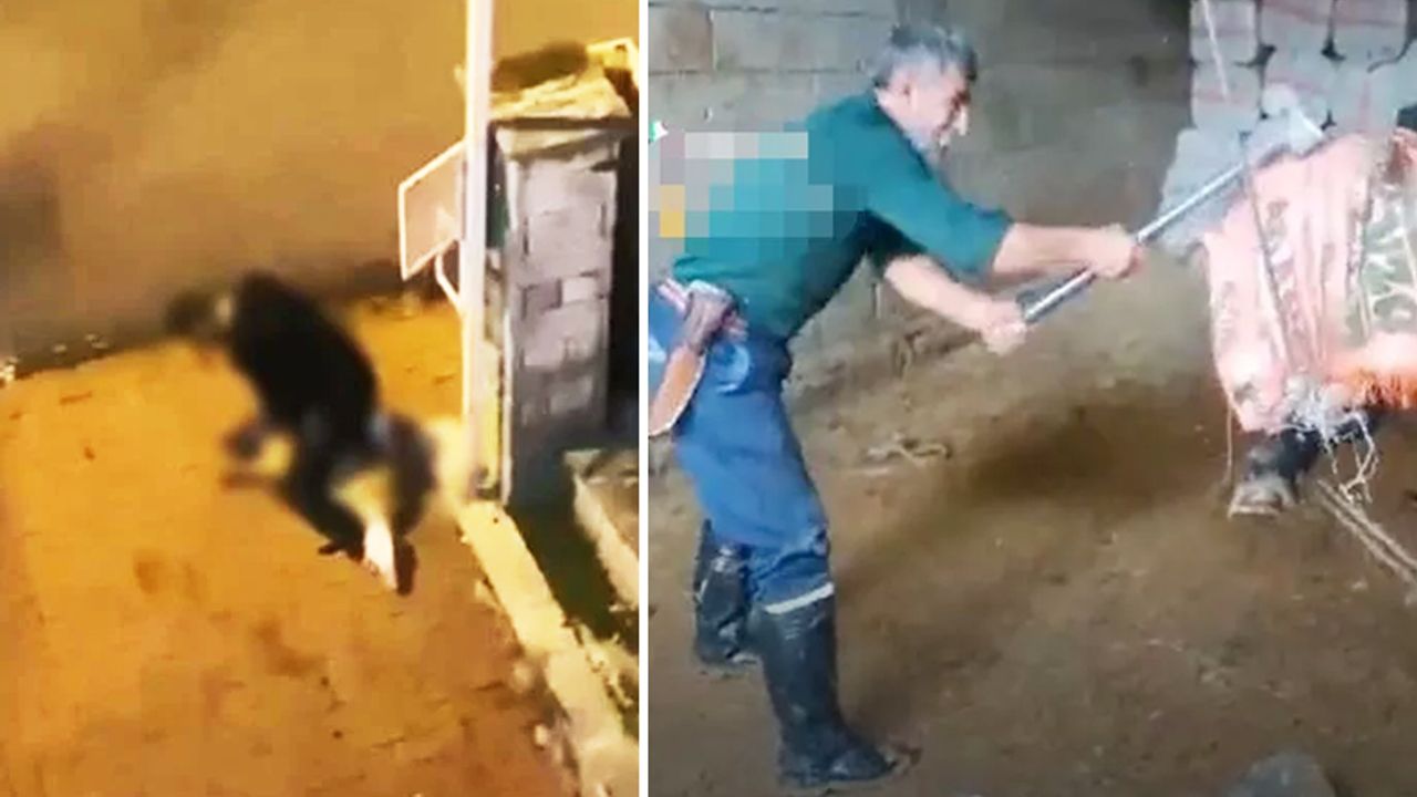 Konya'dan sonra İstanbul ve Mardin'den de hayvana şiddet haberleri geldi