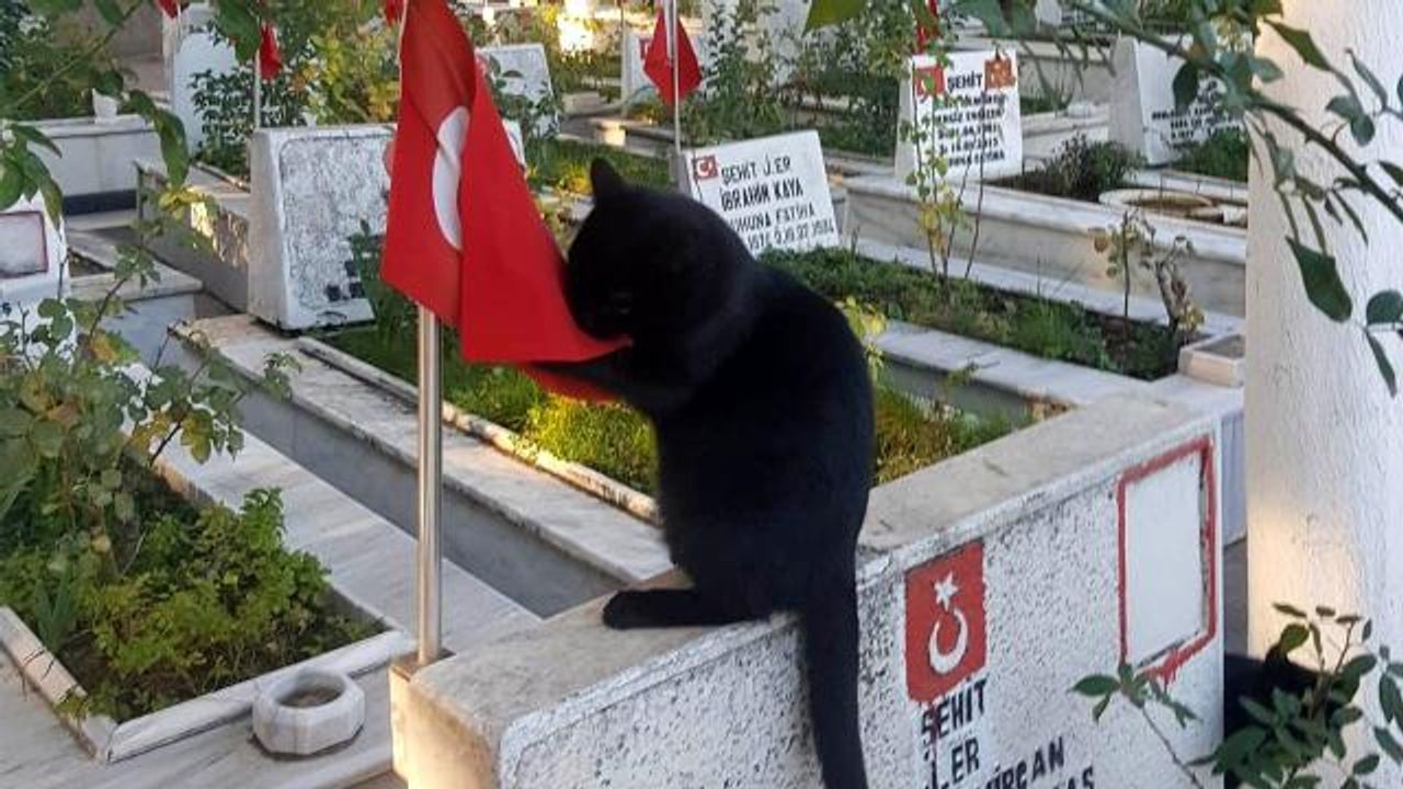 Yok böyle bir güzellik: Türk Bayrağını öpen kediye beğeni yağdı