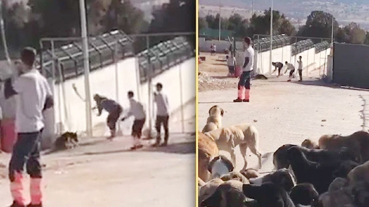 Konya'daki köpek katliamında hayvanseverleri kızdıran ceza
