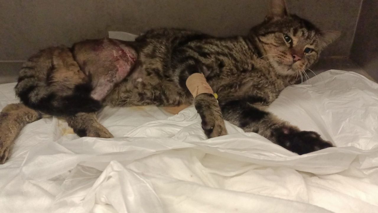 Yaralı kediye yardım eden adama silah çektiler!