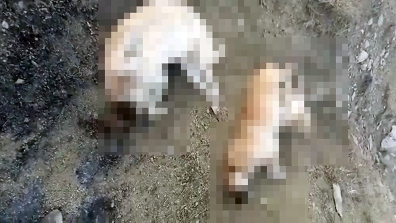 Elazığ'da sahipsiz köpek ölümlerine soruşturma