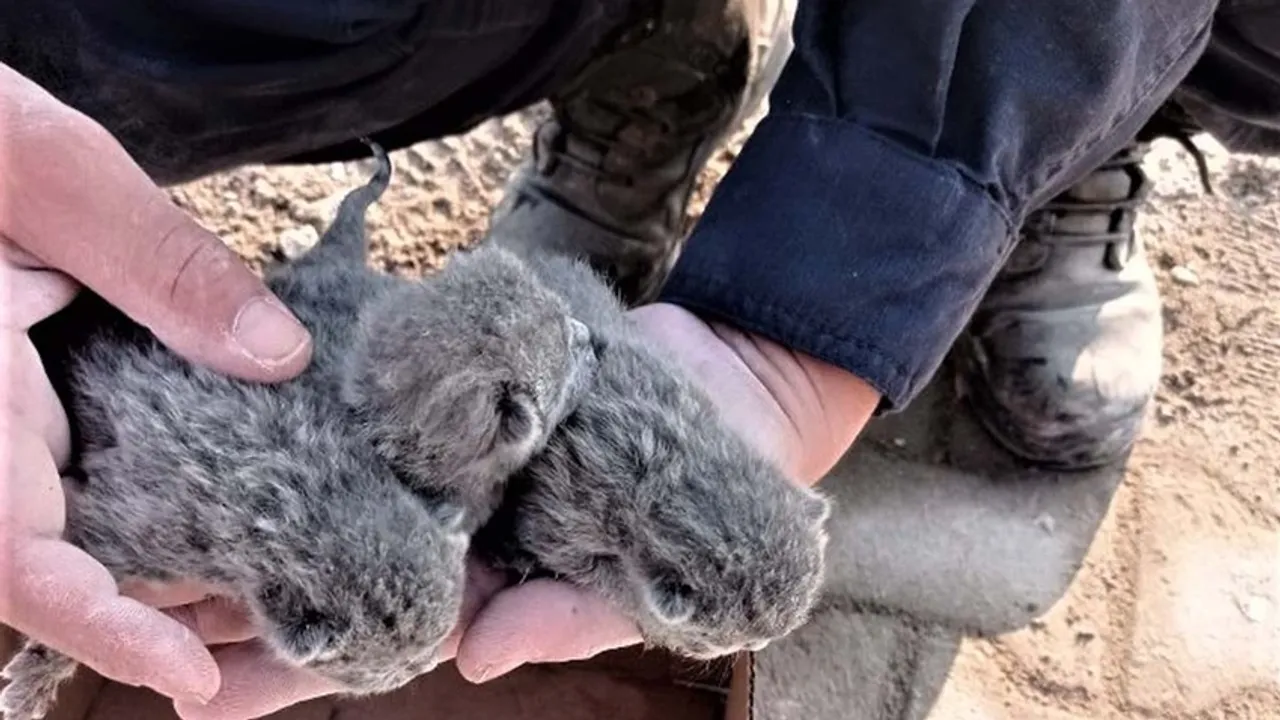 Enkaz altında dünyaya gelen beş yavru kedi kurtarıldı