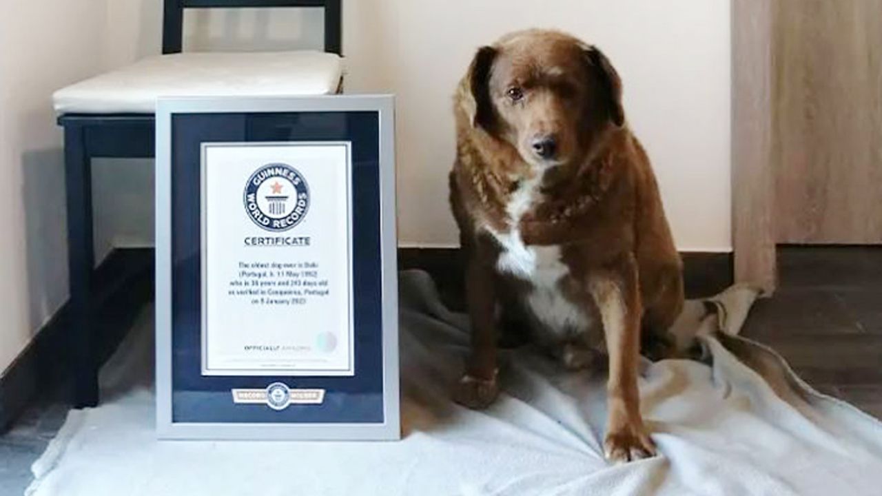 Guinness, dünyanın en yaşlı köpeğini açıkladı