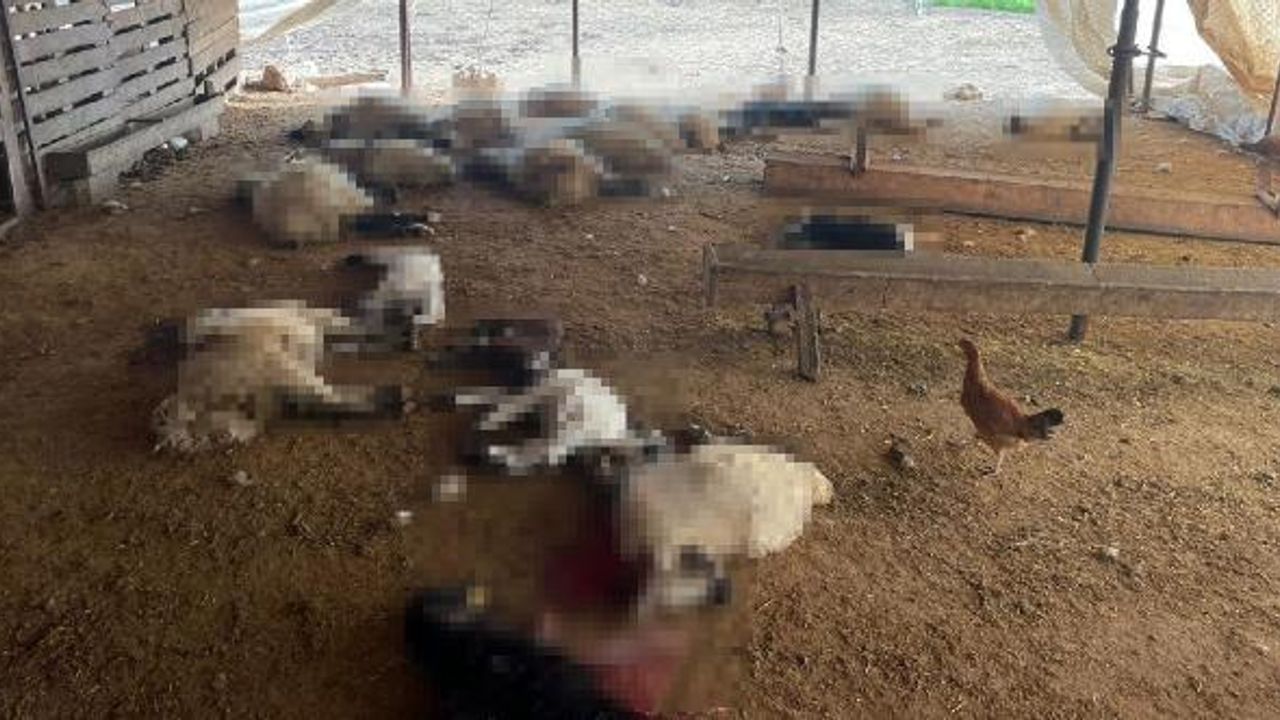 Başıboş köpekler ahırdaki 19 kuzuyu öldürdü