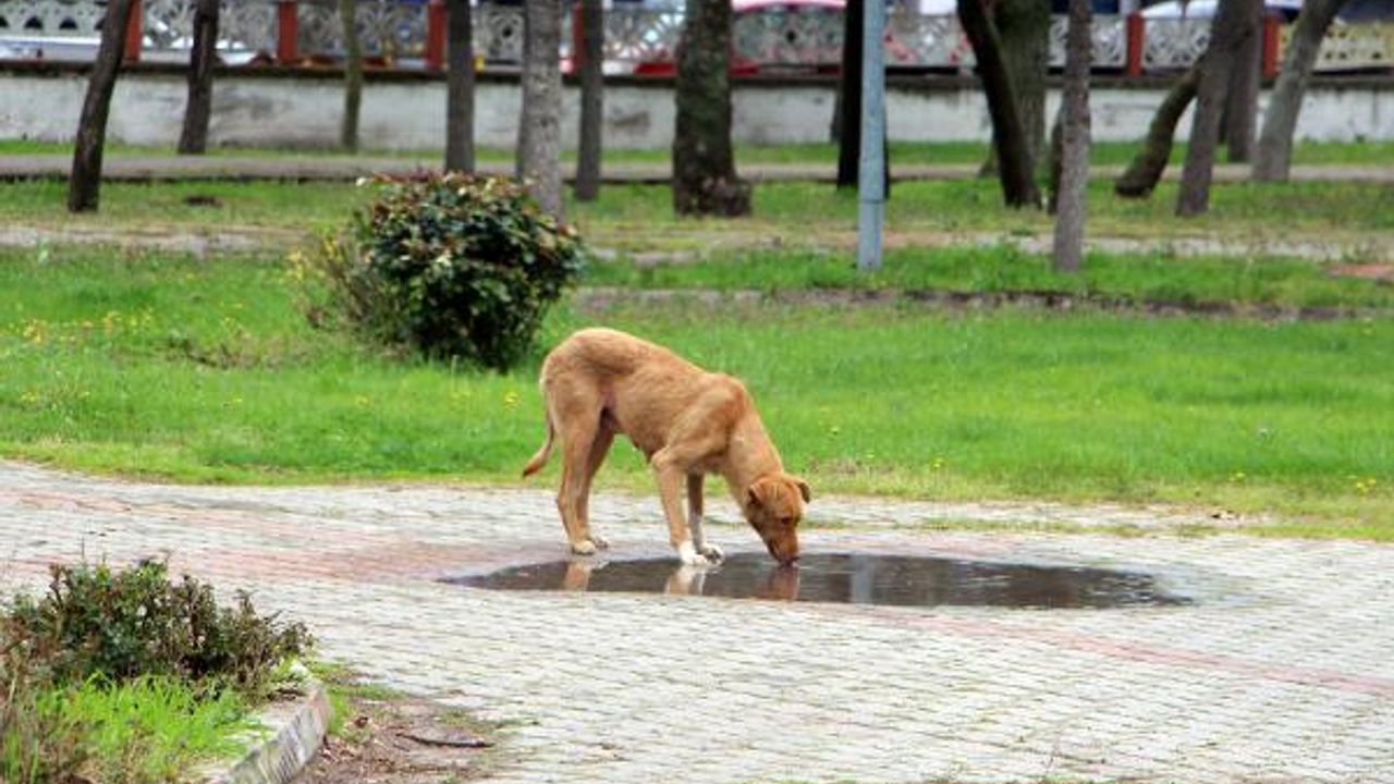 Havsa'da kaybolan sokak köpekleri için hayvanseverlerden suç duyurusu
