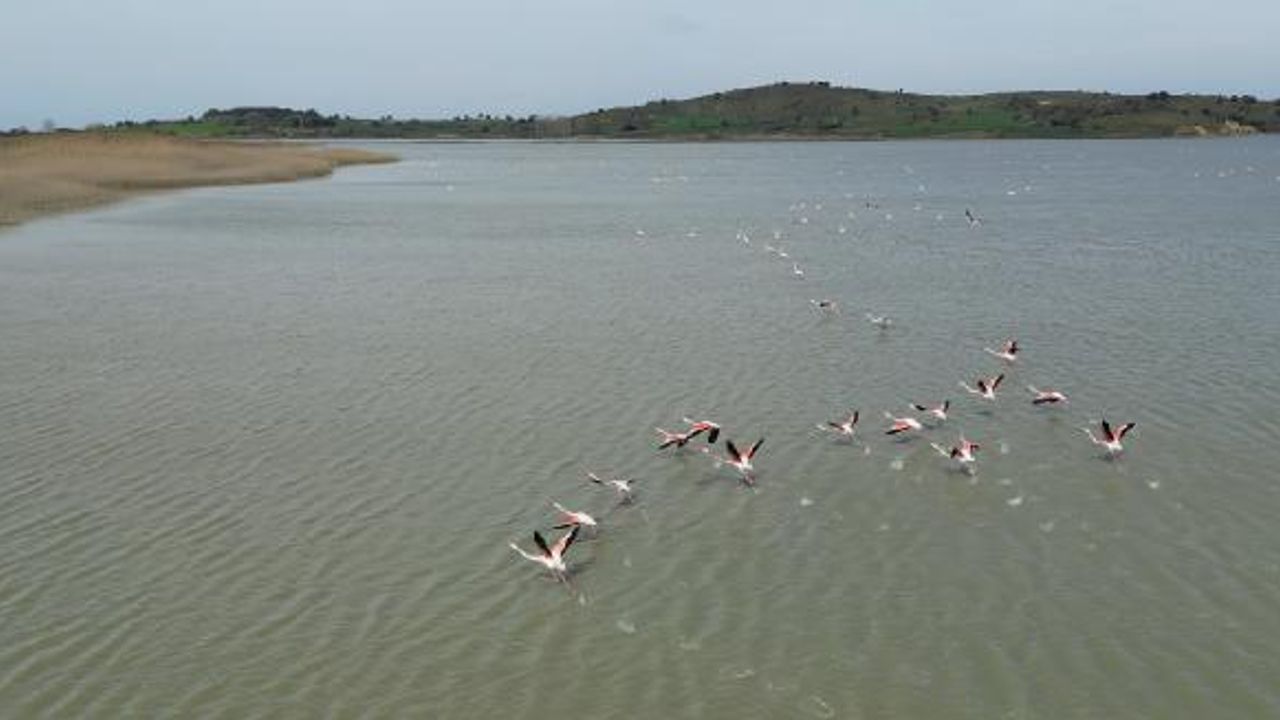 Suvla Gölü’nün misafiri flamingolar geldi