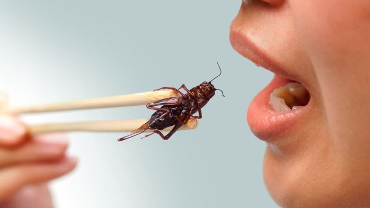 Neden böcek yemeliyiz?