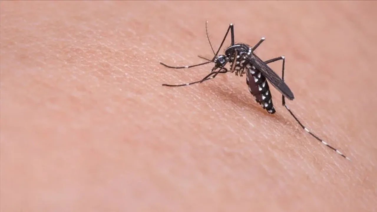 Sivrisinekler yeni bir pandemiye sebep olabilir!