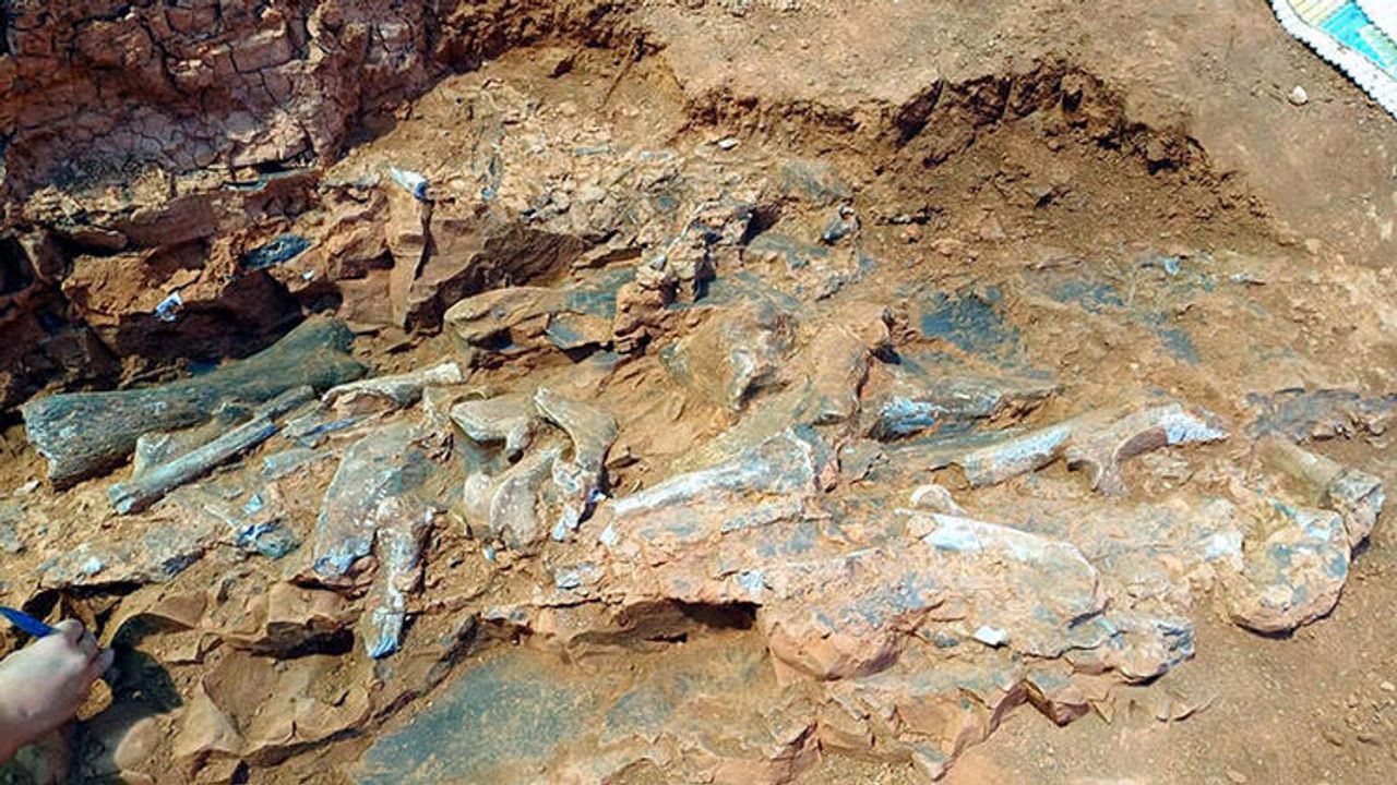 9 milyon yıllık hayvan fosili