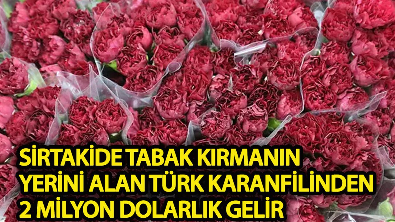 Sirtakide tabak kırmanın yerini alan Türk karanfilinden 2 milyon dolarlık gelir
