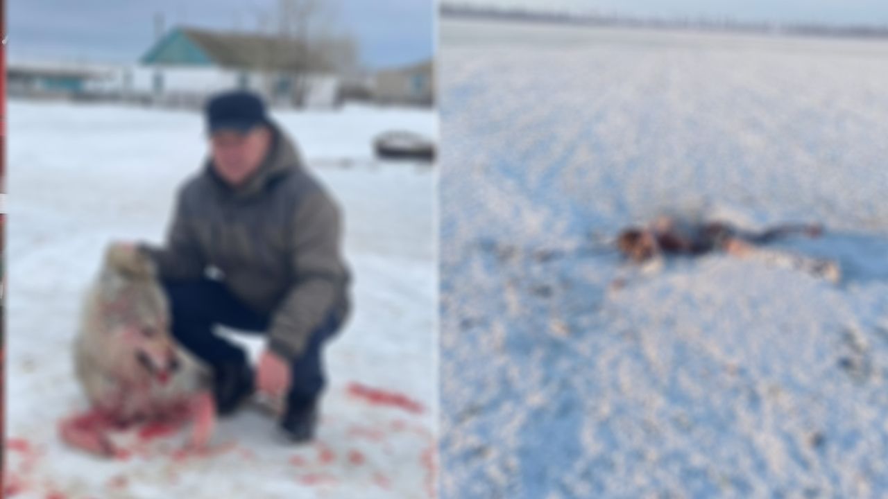 Kurgan bölgesinde kurt sürüsü bir adamı yedi
