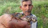 Hakkari’de çekirge istilası