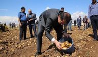 Sivas’ta patates hasadı başladı