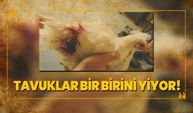 Tavuklar bir birini yiyor!