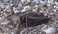 Antalya'da ölü yarasalar korku saçtı