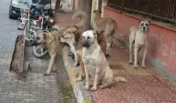 BAŞIBOŞ KÖPEKLER SALDIRIR! İNSAN SAĞLIĞINI DÜŞÜNMEYEN SÖZDE HAYVANSEVERLERE TOKAT GİBİ CEVAP