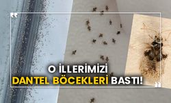 O illerimizi dantel böceği bastı!