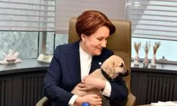 Meral Akşener'i sokak köpeği ısırdı