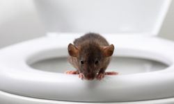 Milyonlarca insanın korkulu rüyası "Tuvaletten fare çıkabilir mi?"