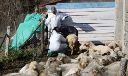 Çiçek hastalığı alarmı: 50 köy karantinada