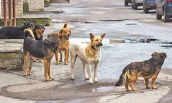 Belediyelere sesleniyoruz: Başıboş köpek sorunu çözülmeli!