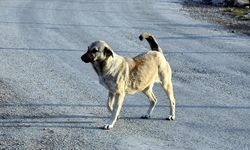 Pendik'te okula giden çocuğa köpek saldırısı