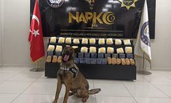 Narkotik köpeği 'Juno' sayesinde 37 kilo uyuşturucu yakalandı