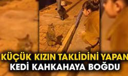 Küçük kızın taklidini yapan kedi kahkahaya boğdu