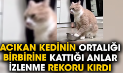 Acıkan kedinin ortalığı birbirine kattığı anlar izlenme rekoru kırdı