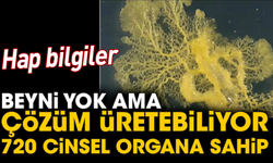 Hap bilgiler! Beyni yok ama çözüm üretebiliyor 720 cinsel organa sahip