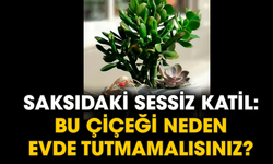 Saksıdaki sessiz katil: Bu çiçeği neden evde tutmamalısınız