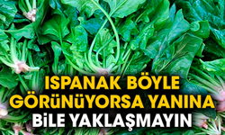 Ispanak böyle görünüyorsa yanına bile yaklaşmayın