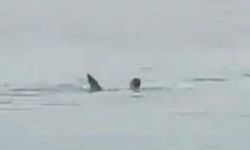 Denizde dehşet: Köpekbalığı Rus turisti parçaladı