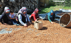 Fındık üreticileri sahipsiz